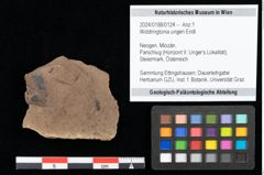 Foto (Objekt + Etikett) von Widdringtonia ungeri Endl. (NHMW-GEO-2024-0188-0124)